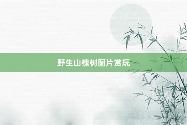 野生山槐树图片赏玩